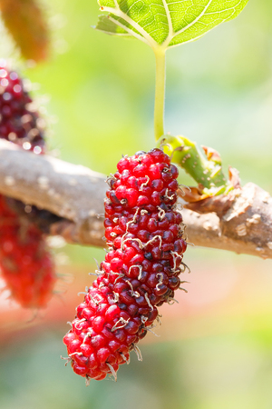 Close up red color mulberry fruit on tree in organic farmの写真素材