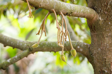 Young durian fruit on tree in Thailandの写真素材