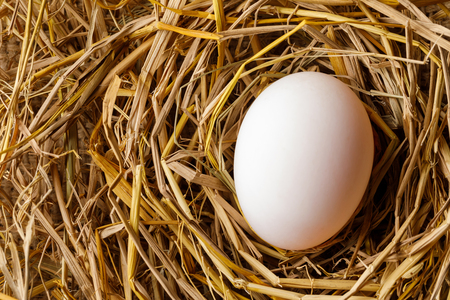 Hen or duck egg on straw nest, organic food fresh from poultry farmの写真素材