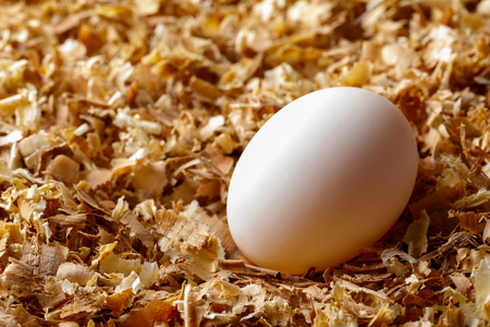 Hen chicken or duck egg on saw dust, organic food fresh from poultry farmの写真素材