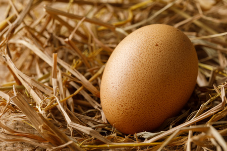 Chicken or hen egg on straw nest, organic food fresh from poultry farmの写真素材