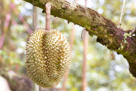 Monthong durian on tree, King of fruit from Thailandの写真素材