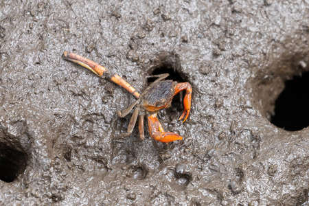 Closeup sentinel crab, Macrophthalmus erato on muddy mangrove forestの写真素材