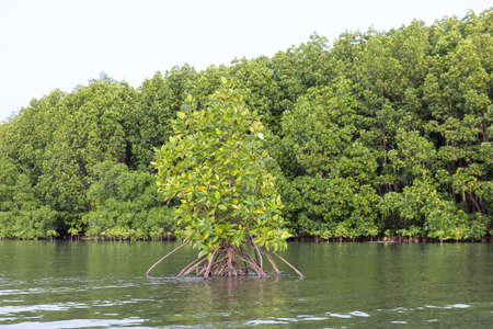 Rhizophora apiculata blume forest in mangrove area, special tree with prop or buttress root and also for aeratingの写真素材