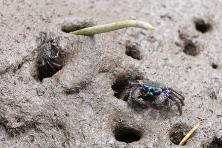 Closeup sentinel crab, Macrophthalmus erato on muddy mangrove forestの写真素材