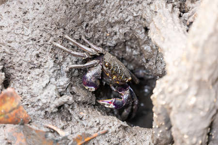 Closeup sentinel crab, Macrophthalmus erato on muddy mangrove forestの写真素材
