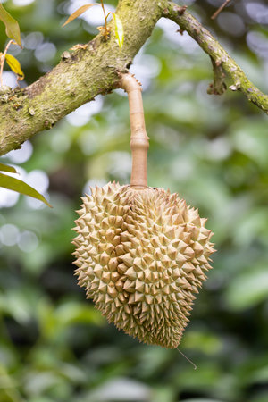 Monthong durian on tree, King of fruit from Thailandの写真素材