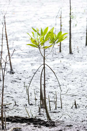 Rhizophora apiculata blume forest in mangrove area, special tree with prop or buttress root and also for aeratingの写真素材