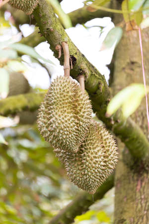Monthong durian on tree, King of fruit from Thailandの写真素材