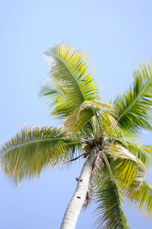 Tall palm tree against a beautiful blue Caribbean Sky