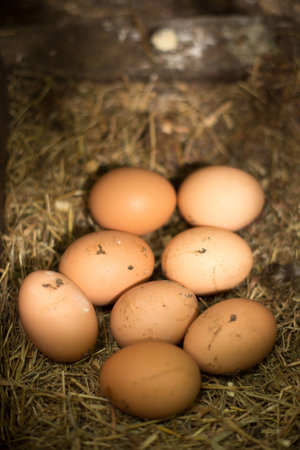 Fresh Chicken Eggs in the Hen house waiting to be collectedの写真素材