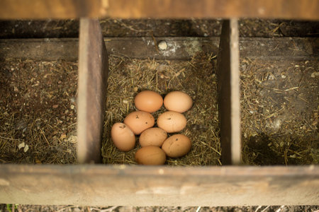 Fresh Chicken Eggs in the Hen house waiting to be collectedの写真素材