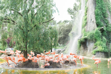 Flamingos in a Zoo in Southern Franceの写真素材