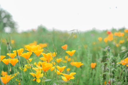 Californian Poppies in a European Garden on a Summers Dayの写真素材