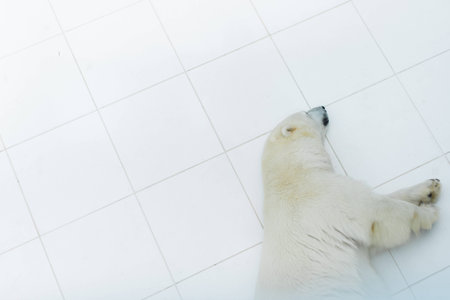 polar bear sleeping in zoo, France