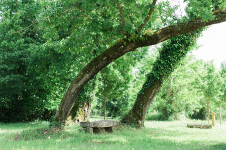 Bench in a stunning forest underneath some trees in the South of Franceの写真素材