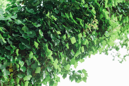 Ivy covered trunk or branch of tree in a sun drenched forest