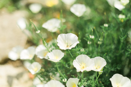 Beautiful White Poppies on a really hot summers day in Europeの写真素材