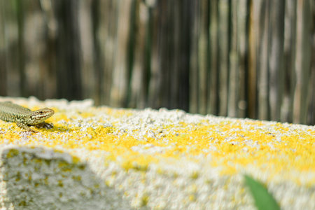 Tiny Lizard on a moss covered wall in the sunの写真素材