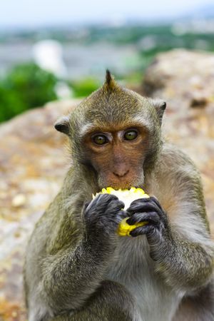 thai monkeyの写真素材