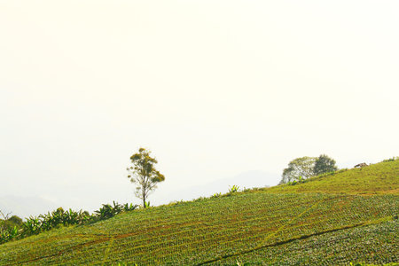 Green hills