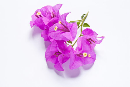 bougainvillier