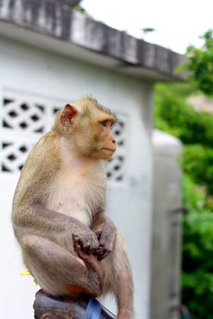 Macaque mongkeyの写真素材
