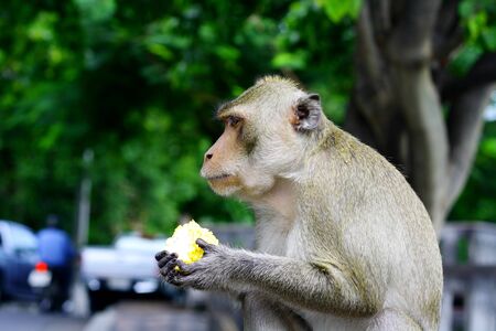monkey eat fruit in Thaiの写真素材