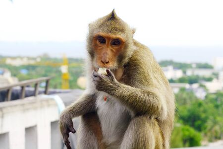 monkey eat fruit in Thaiの写真素材