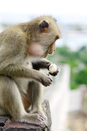 monkey eat fruit in Thaiの写真素材