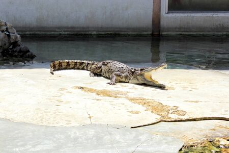 crocodileのeditorial素材