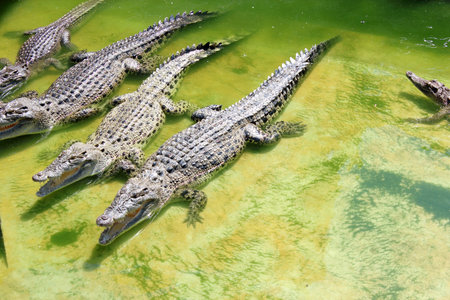 crocodile