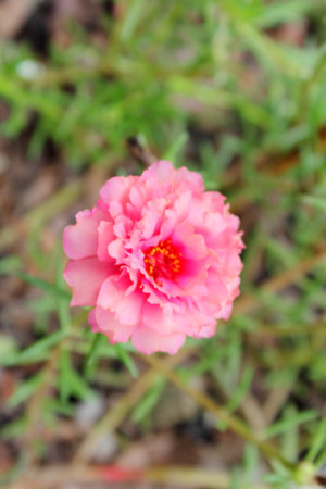 Portulaca Flowers