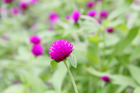 Beautiful purple flowers , Globe Amaranth