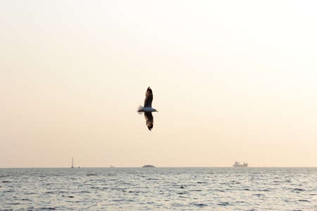 seagull perchedの写真素材