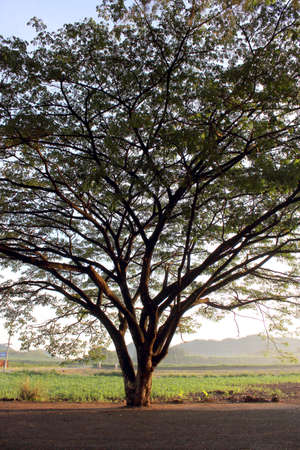 Big tree still with green leavesの写真素材