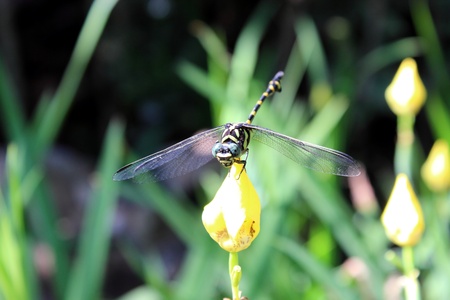 dragonfly close upの写真素材