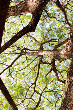 Green treetop
