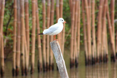 seagull perchedの写真素材