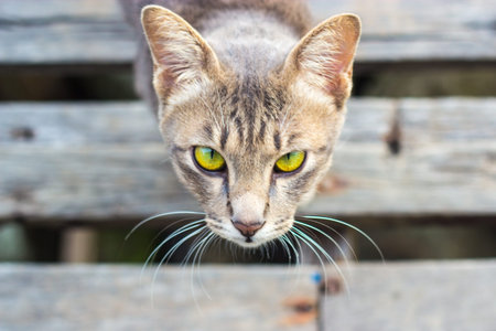 Thai white catの写真素材