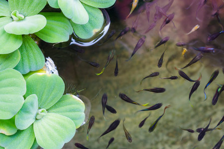 Guppy Multi Colored Fish in a Tropical の写真素材