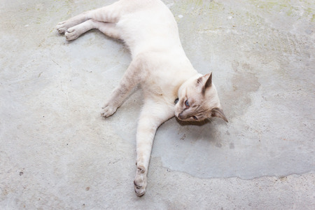 cat thaiの写真素材