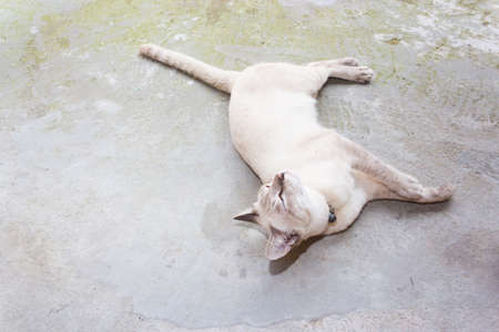 cat thaiの写真素材