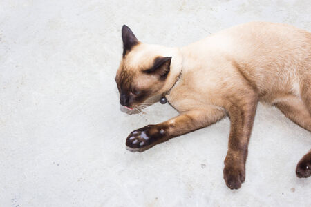 cat thaiの写真素材