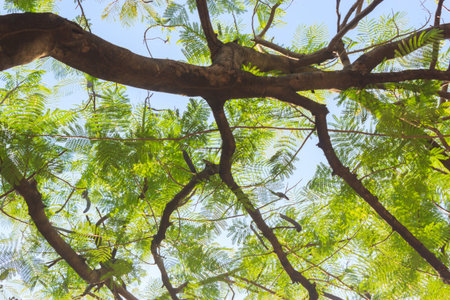 tree and branches ,Under the shade of a tree.