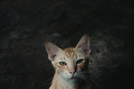 Vagrant cat. Dirty an animal in the streetの写真素材