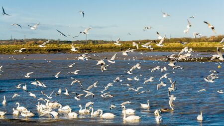frenzied birds at feeding time の写真素材