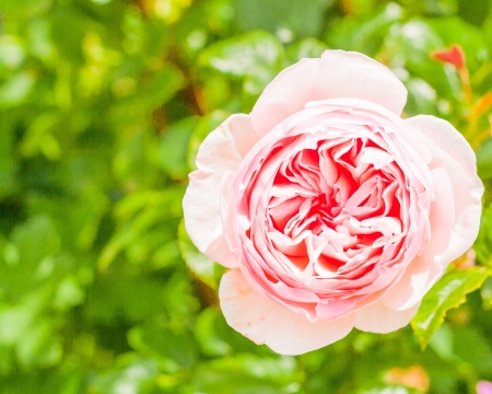 Pink Roseの写真素材
