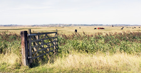 uk countryside kent sheppey farmlandの写真素材