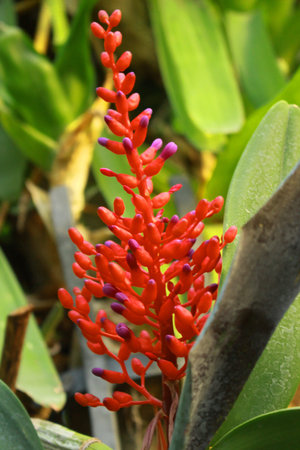 Beautiful Red Flowerの写真素材